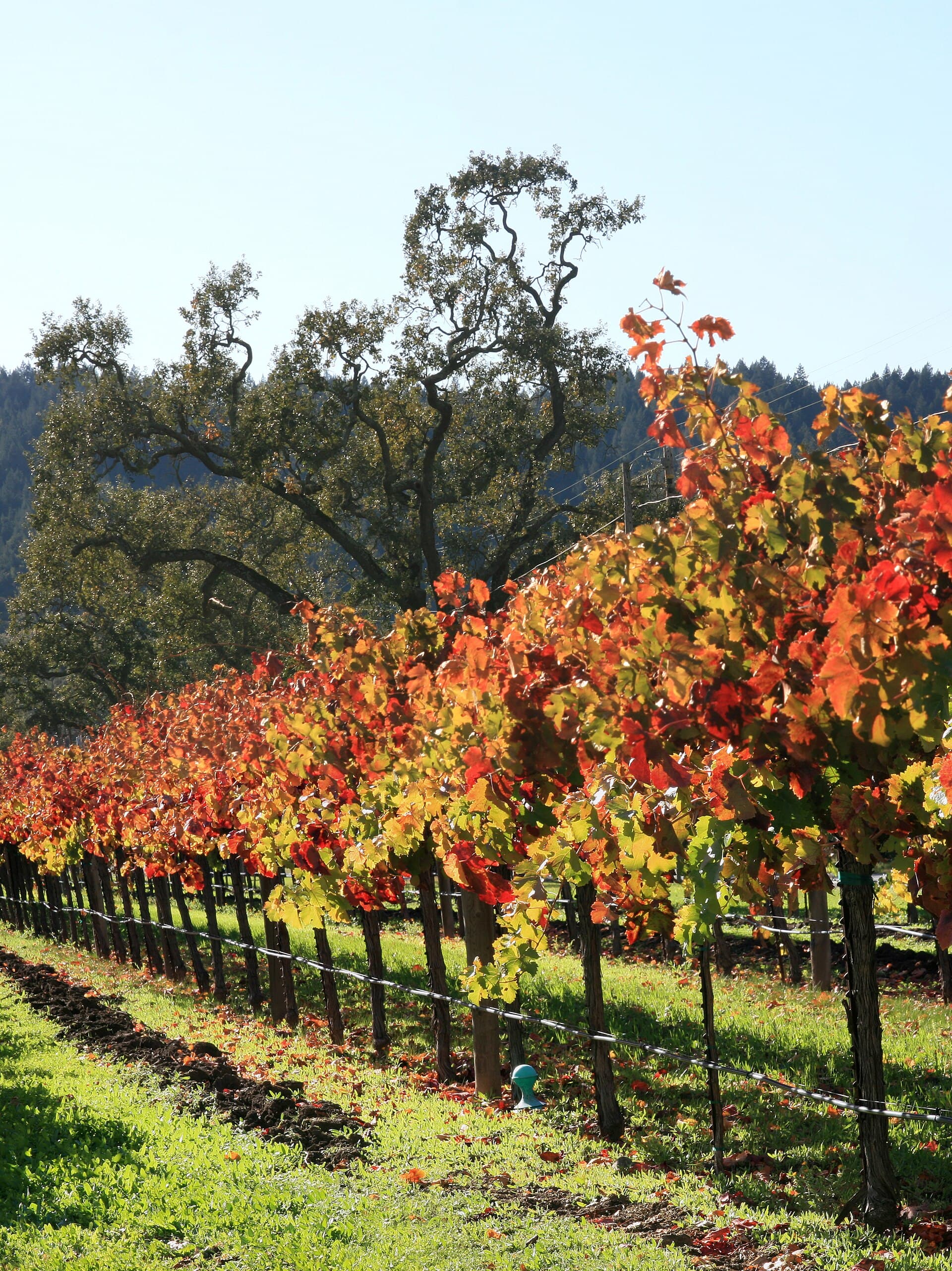 Napa Valley vineyard rows at golden hour