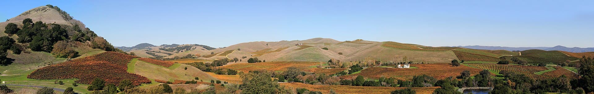Napa Valley vineyards at golden hour